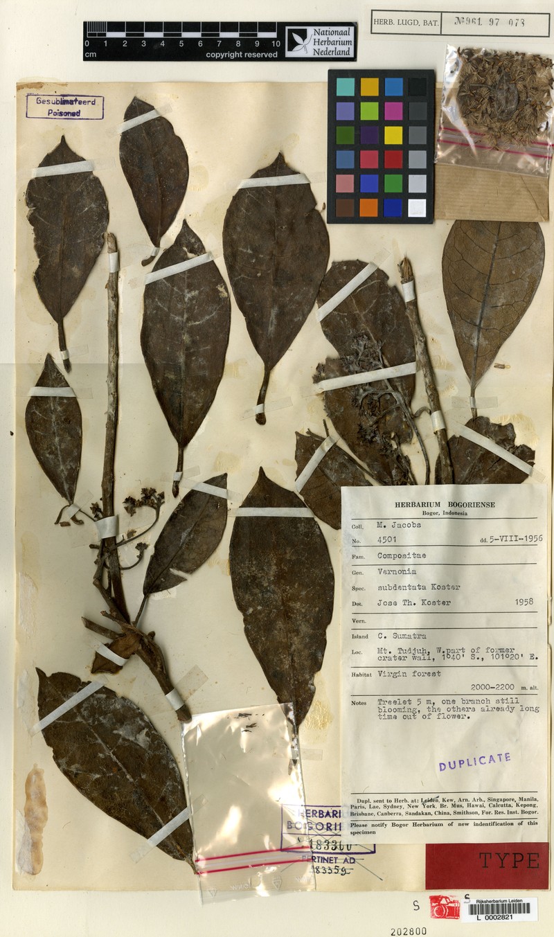 Vernonia subdentata