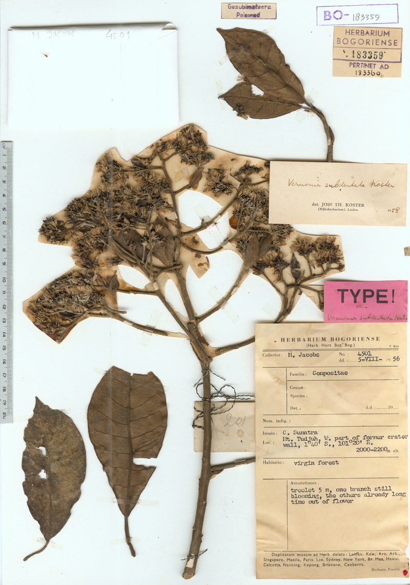 Vernonia subdentata photo 2