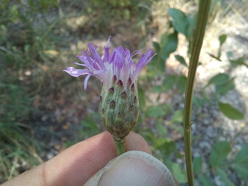 Vernonia subplumosa