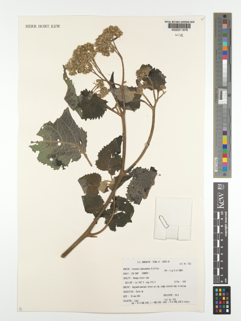 Vernonia subscandens