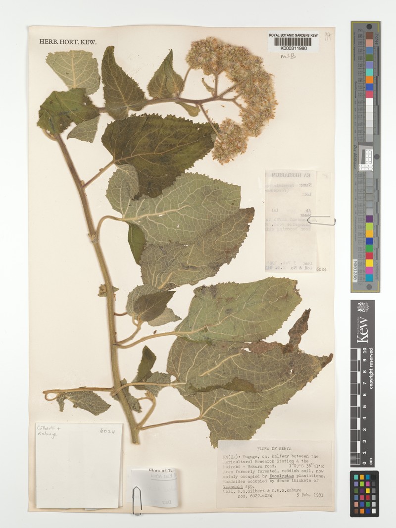 Vernonia subscandens photo 2