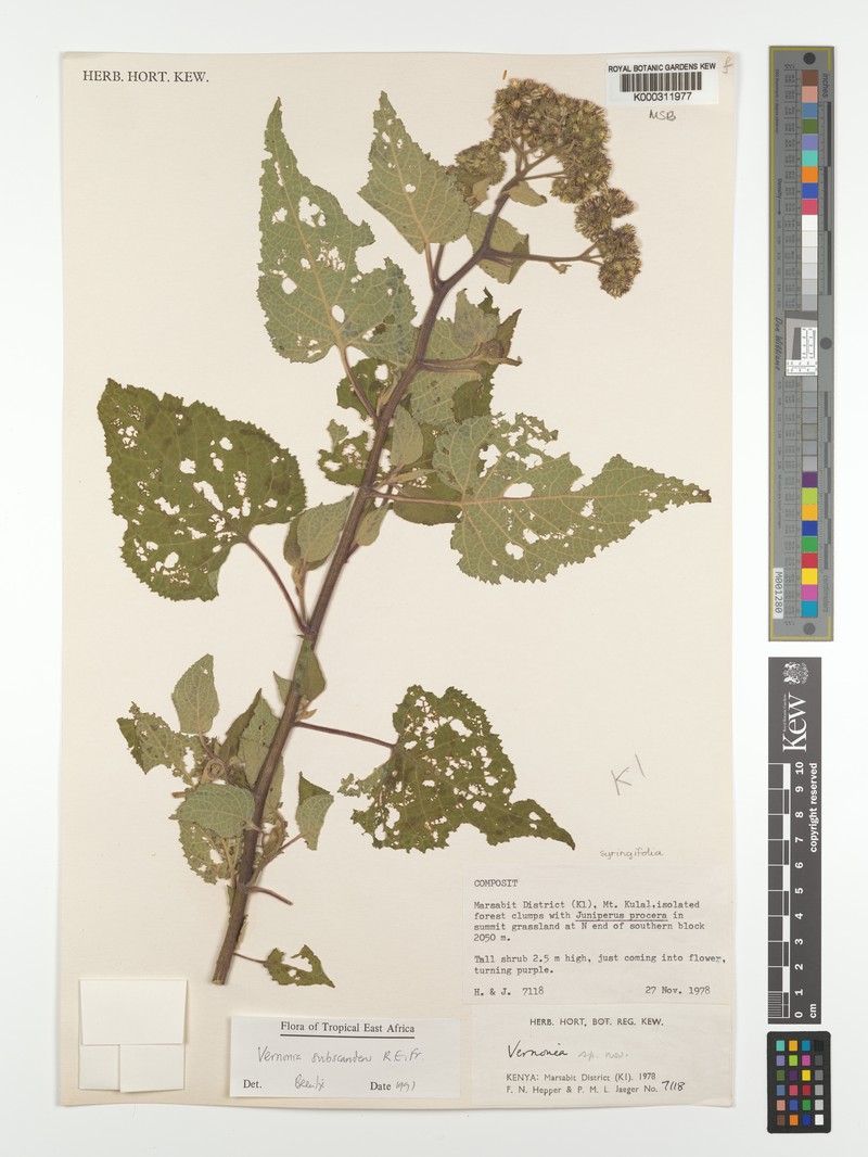 Vernonia subscandens photo 3