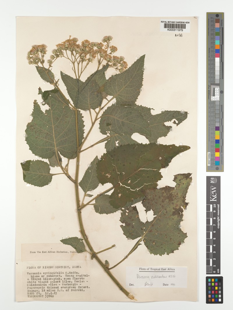 Vernonia subscandens photo 4