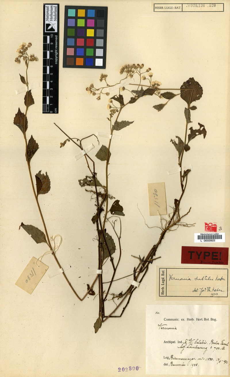 Vernonia subtilis
