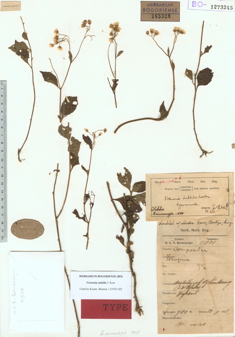 Vernonia subtilis photo 2