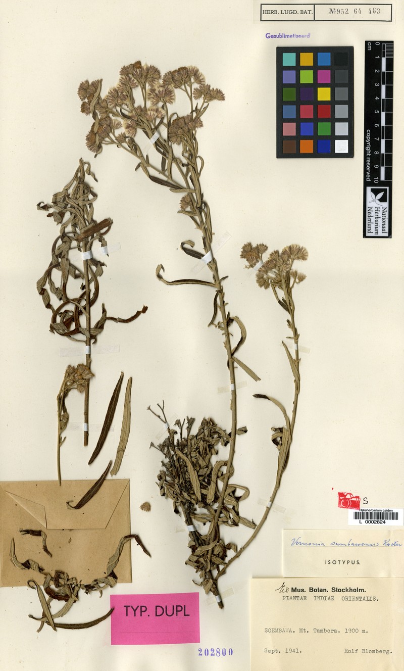 Vernonia sumbavensis