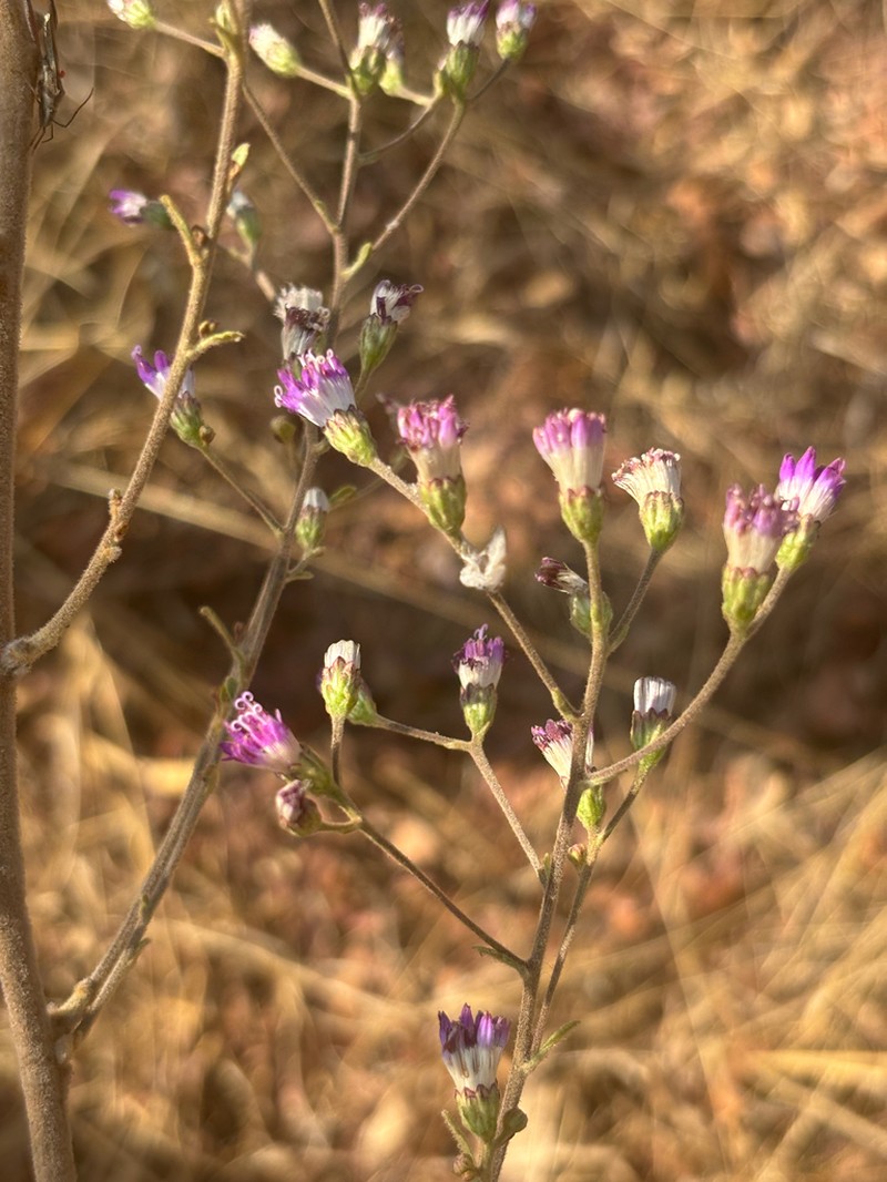 Vernonia suprafastigiata
