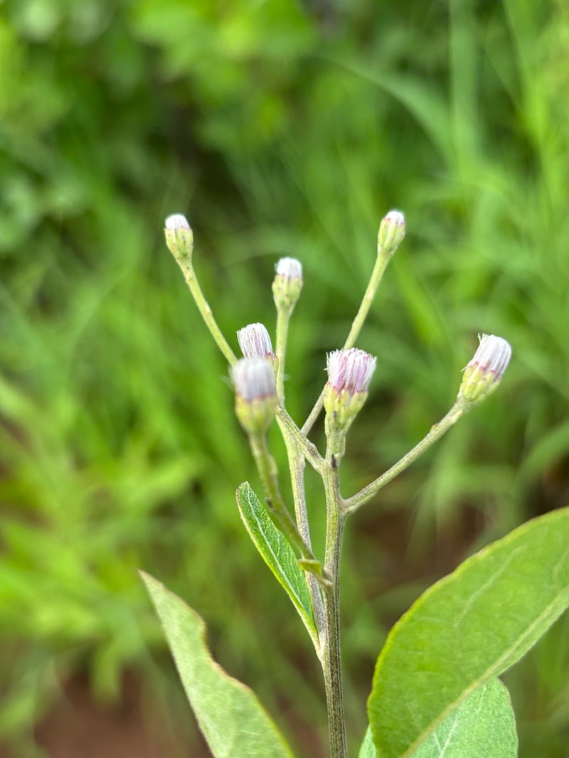 Vernonia suprafastigiata photo 2
