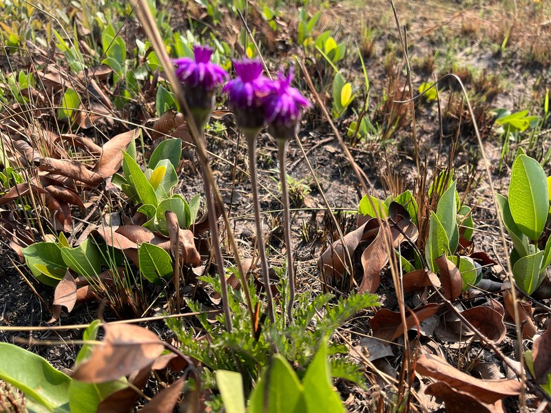 Vernonia suprafastigiata photo 3