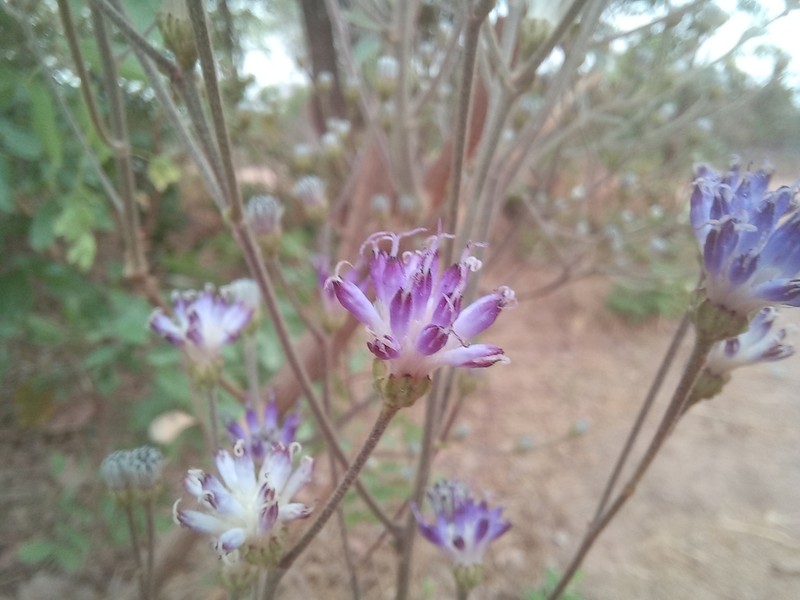 Vernonia suprafastigiata photo 4