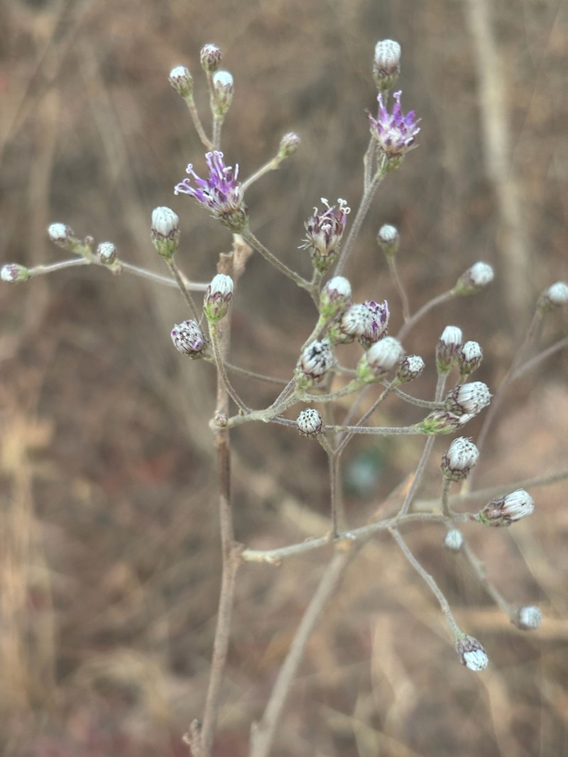 Vernonia suprafastigiata photo 5
