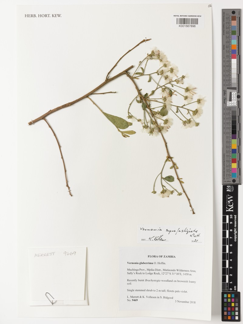 Vernonia suprafastigiata photo 6