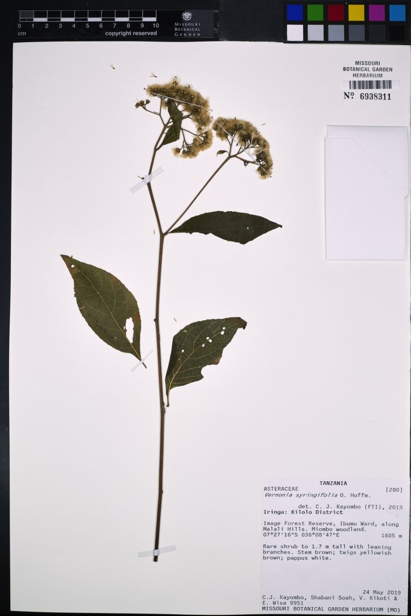 Vernonia syringifolia photo 2