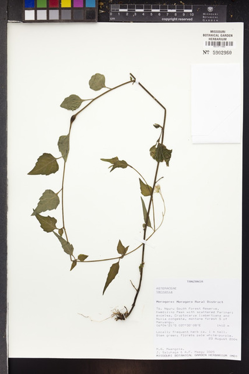 Vernonia syringifolia photo 3