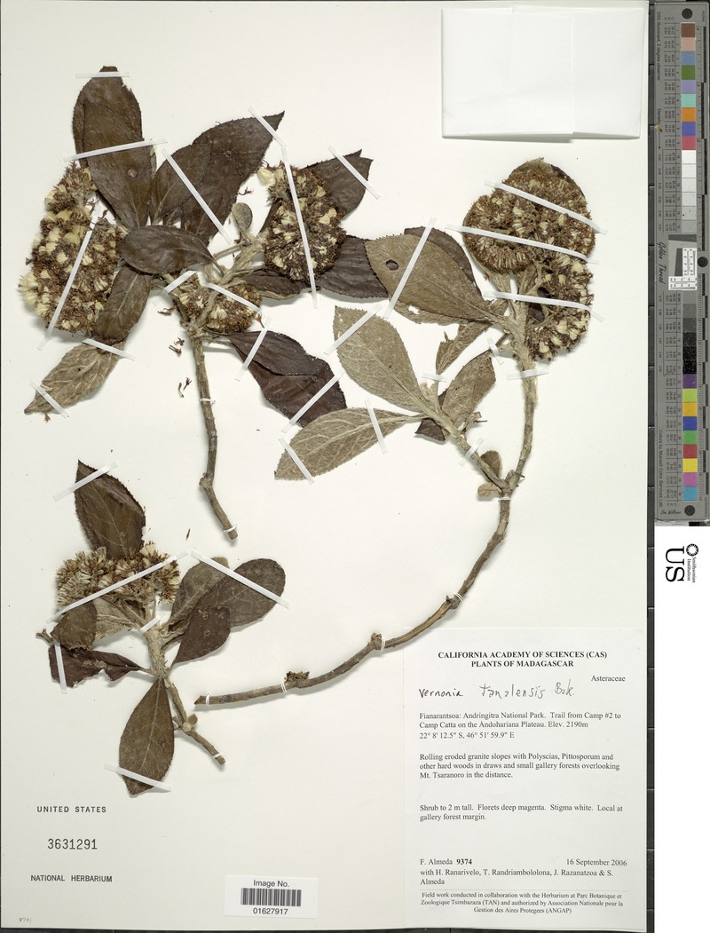 Vernonia tanalensis