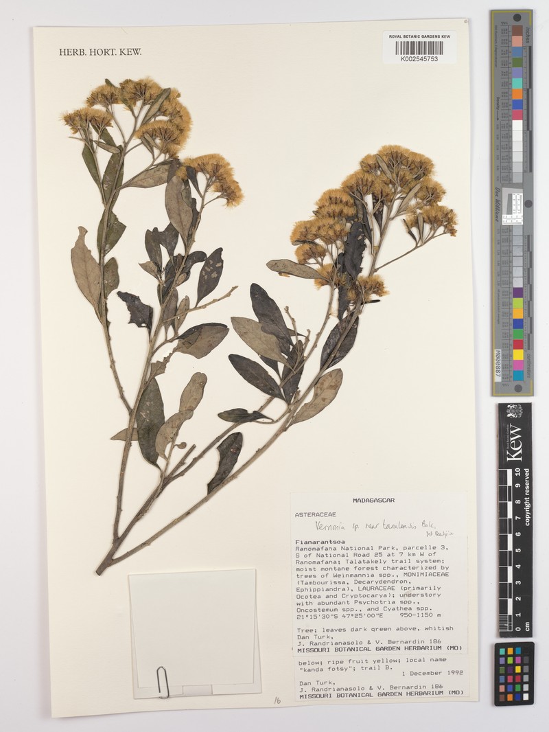 Vernonia tanalensis photo 2