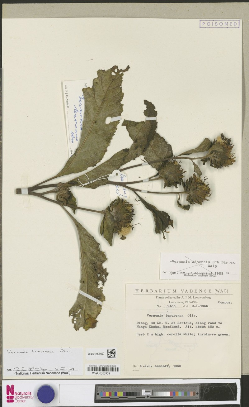 Vernonia tanalensis photo 3