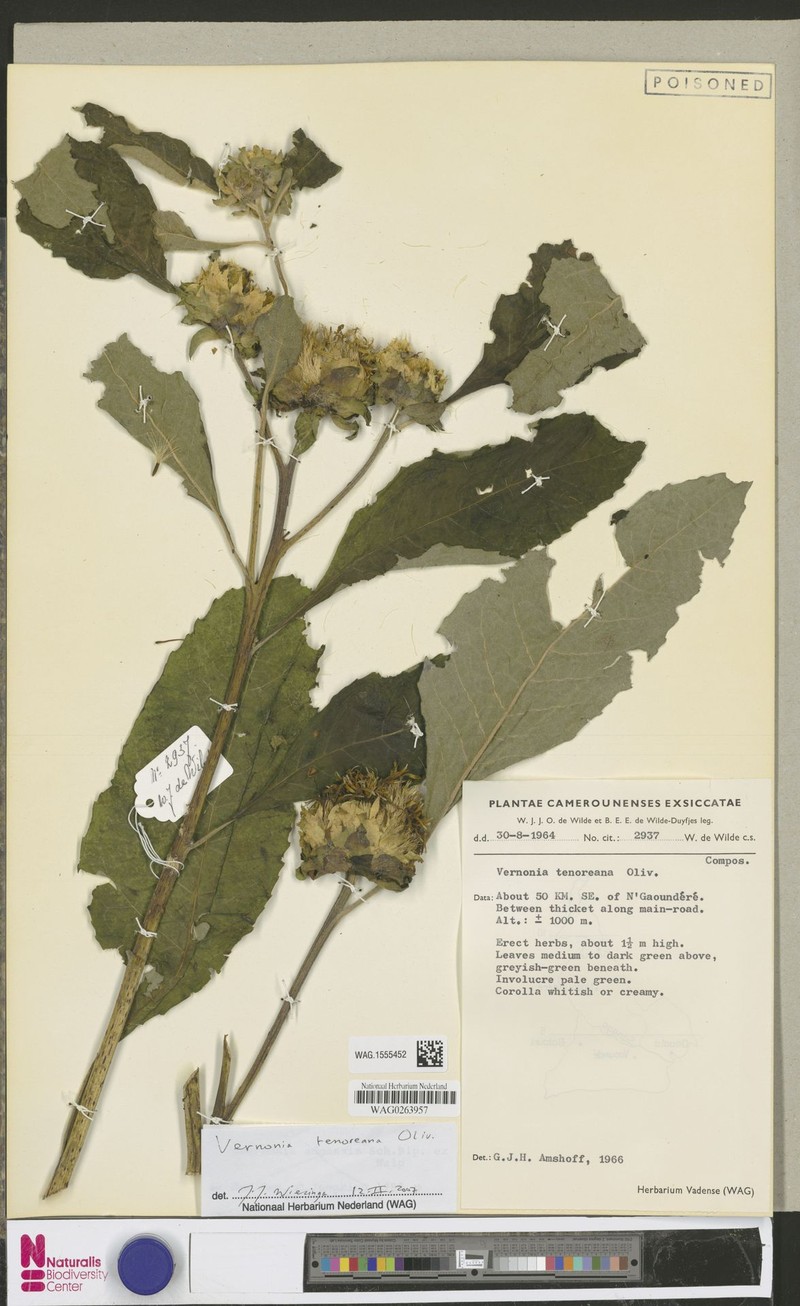 Vernonia tanalensis photo 4