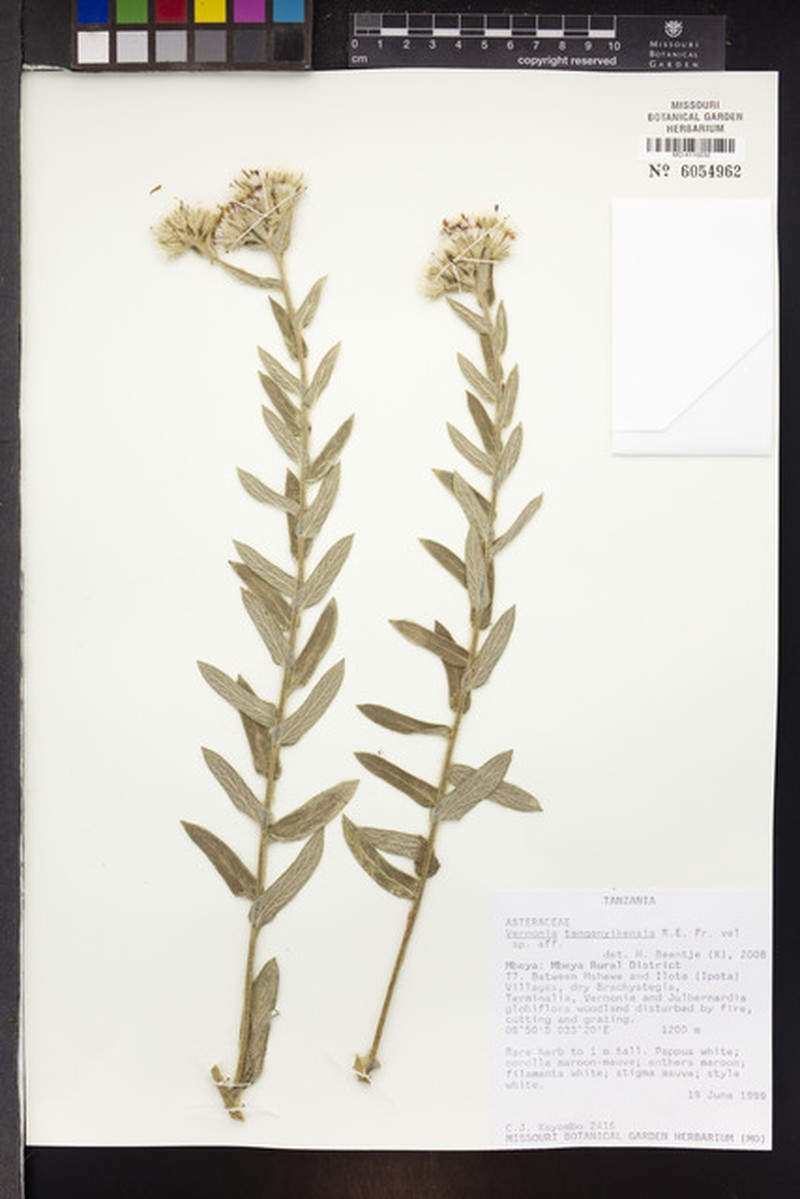 Vernonia tanganyikensis