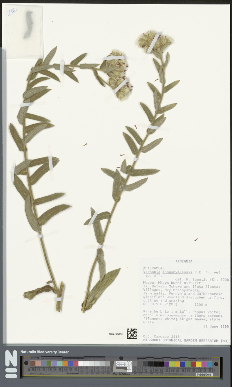 Vernonia tanganyikensis photo 2