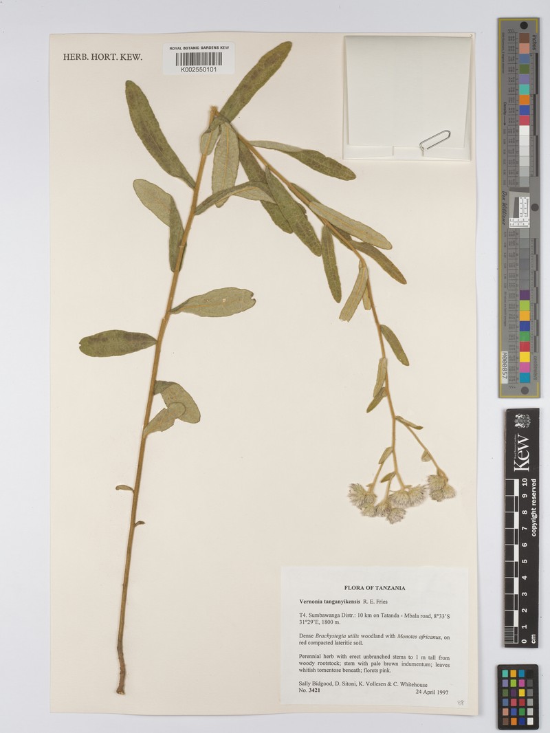 Vernonia tanganyikensis photo 4