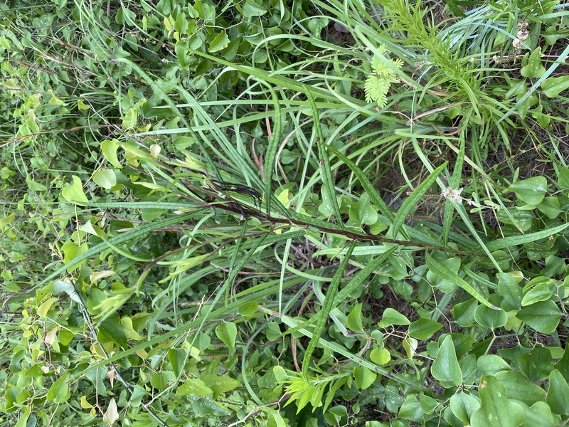 Texas Ironweed photo 4
