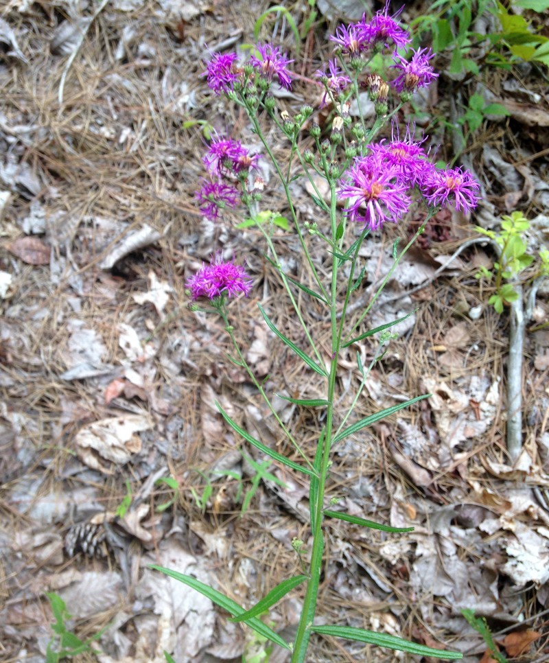 Texas Ironweed photo 2