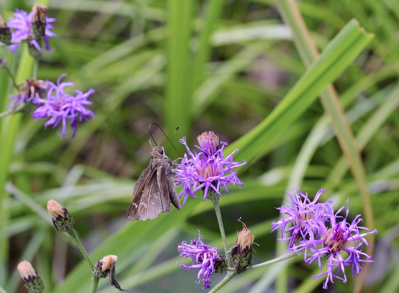 Texas Ironweed photo 3