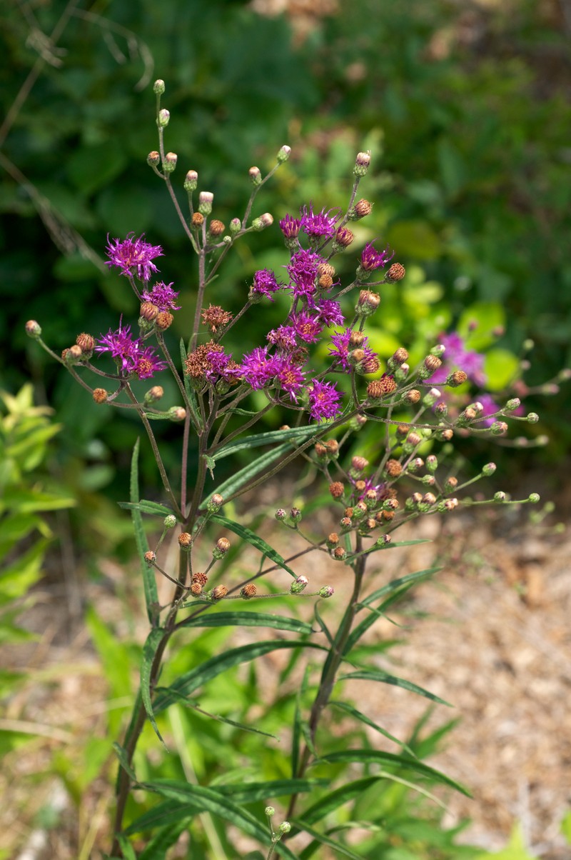 Texas Ironweed