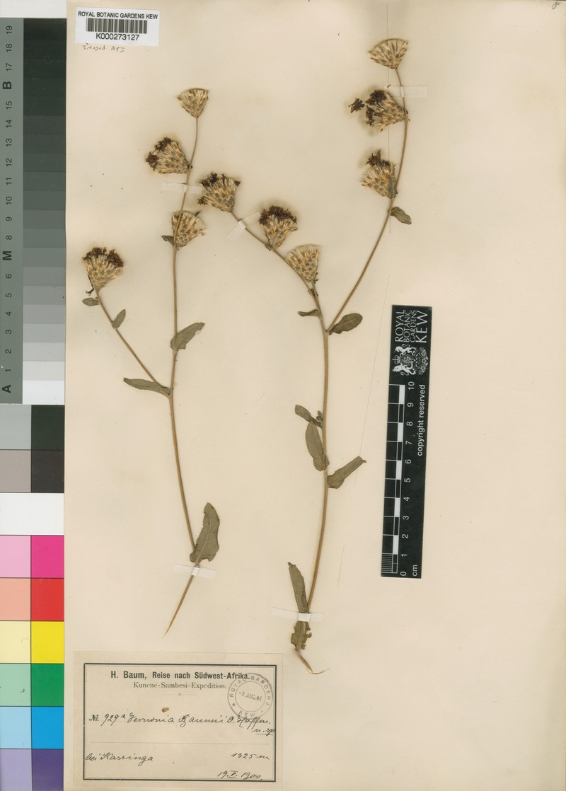 Vernonia temnolepis