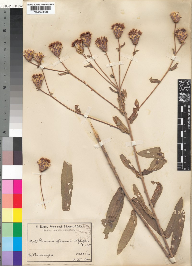 Vernonia temnolepis photo 2