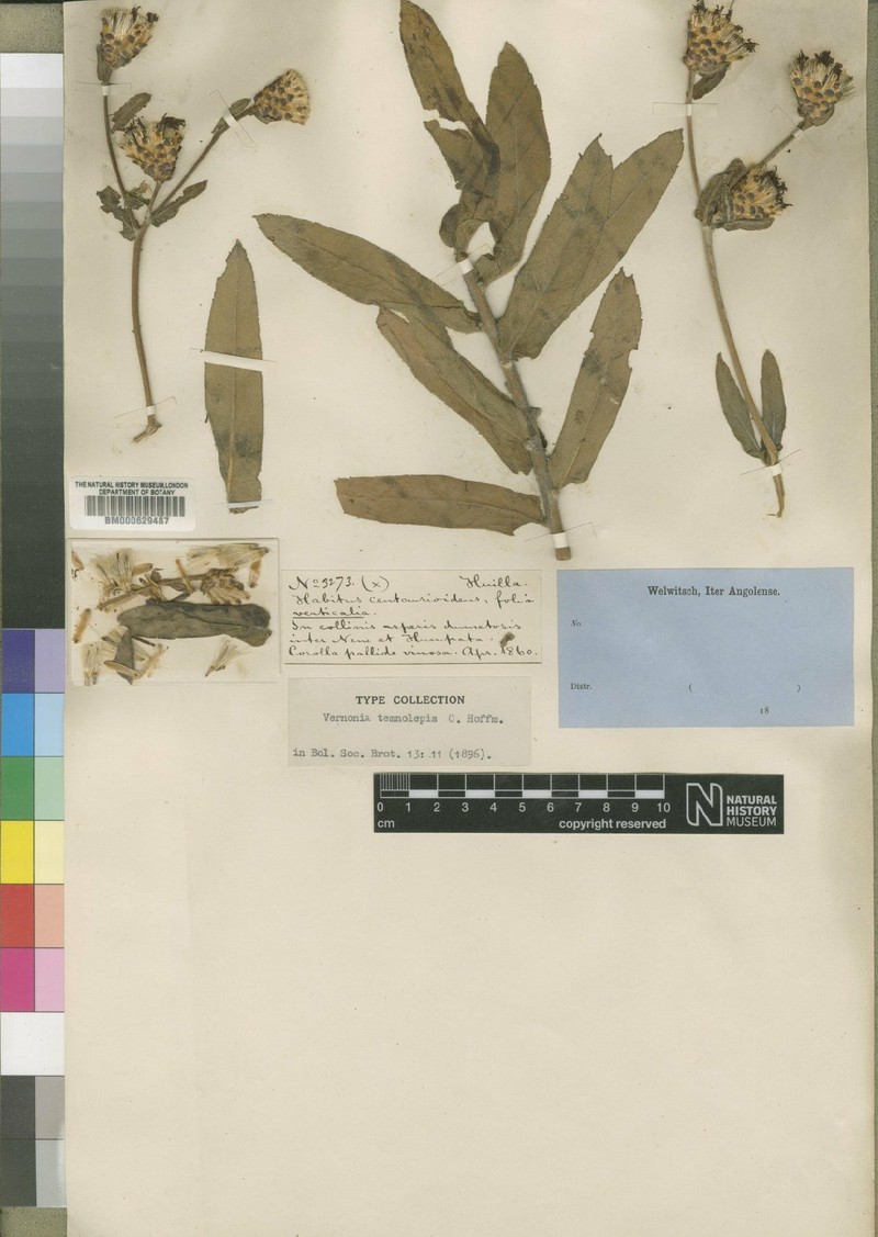 Vernonia temnolepis photo 3