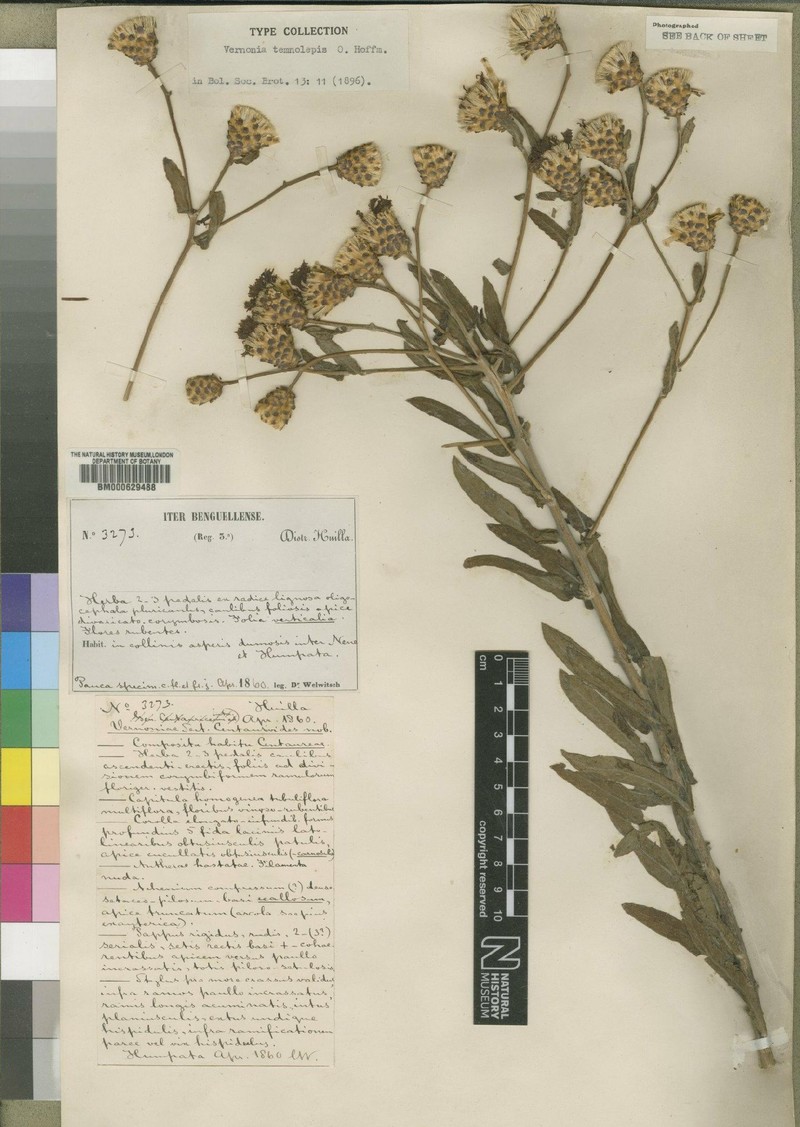 Vernonia temnolepis photo 4