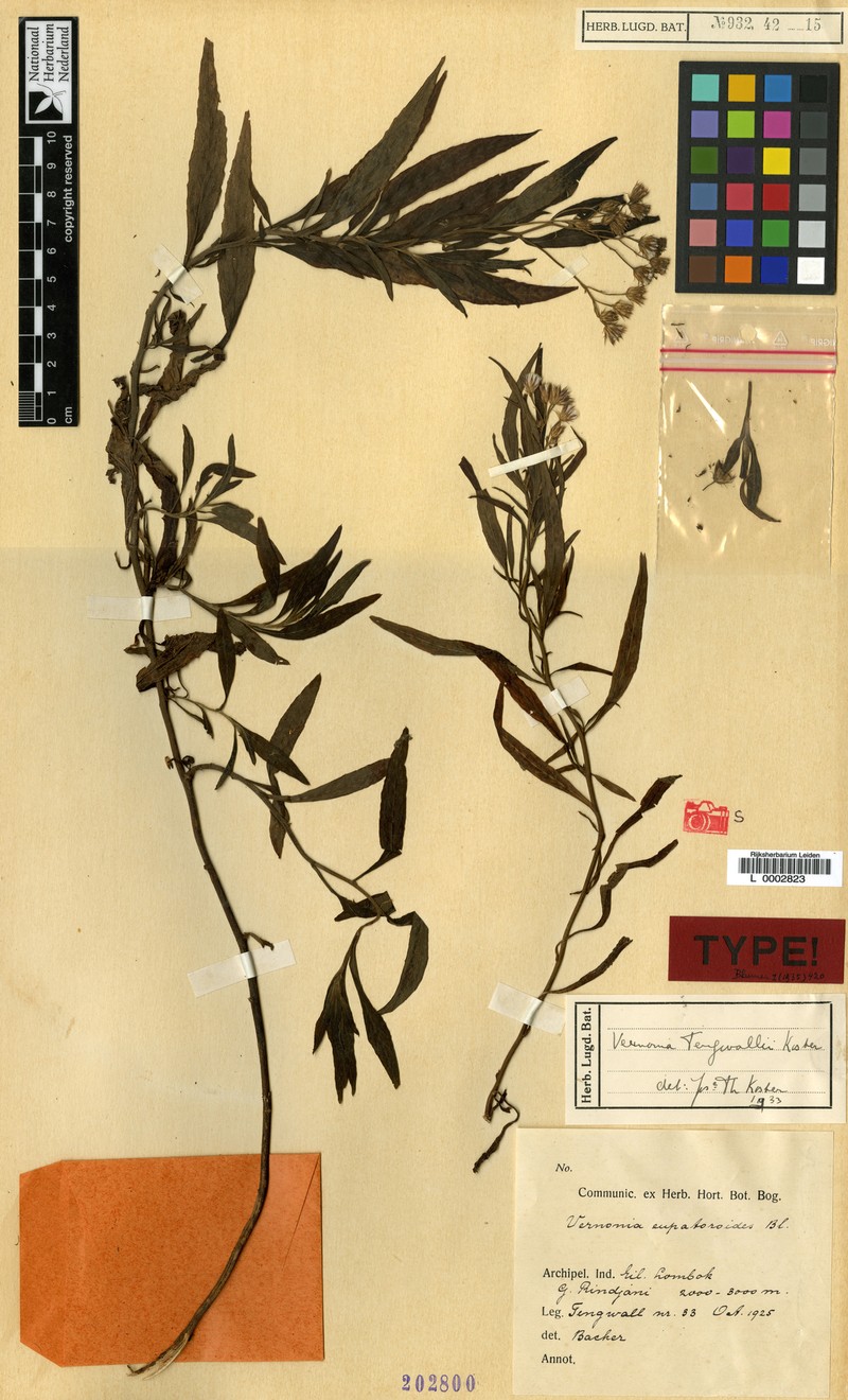 Vernonia tengwallii