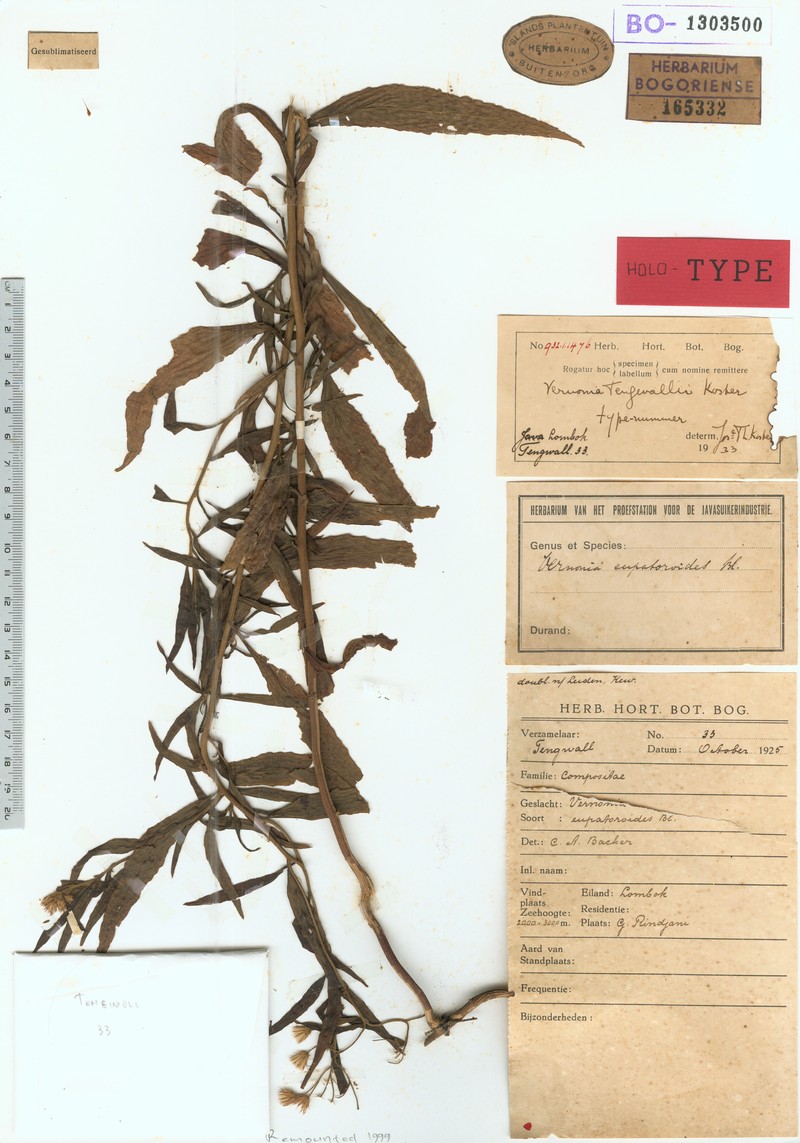 Vernonia tengwallii photo 2