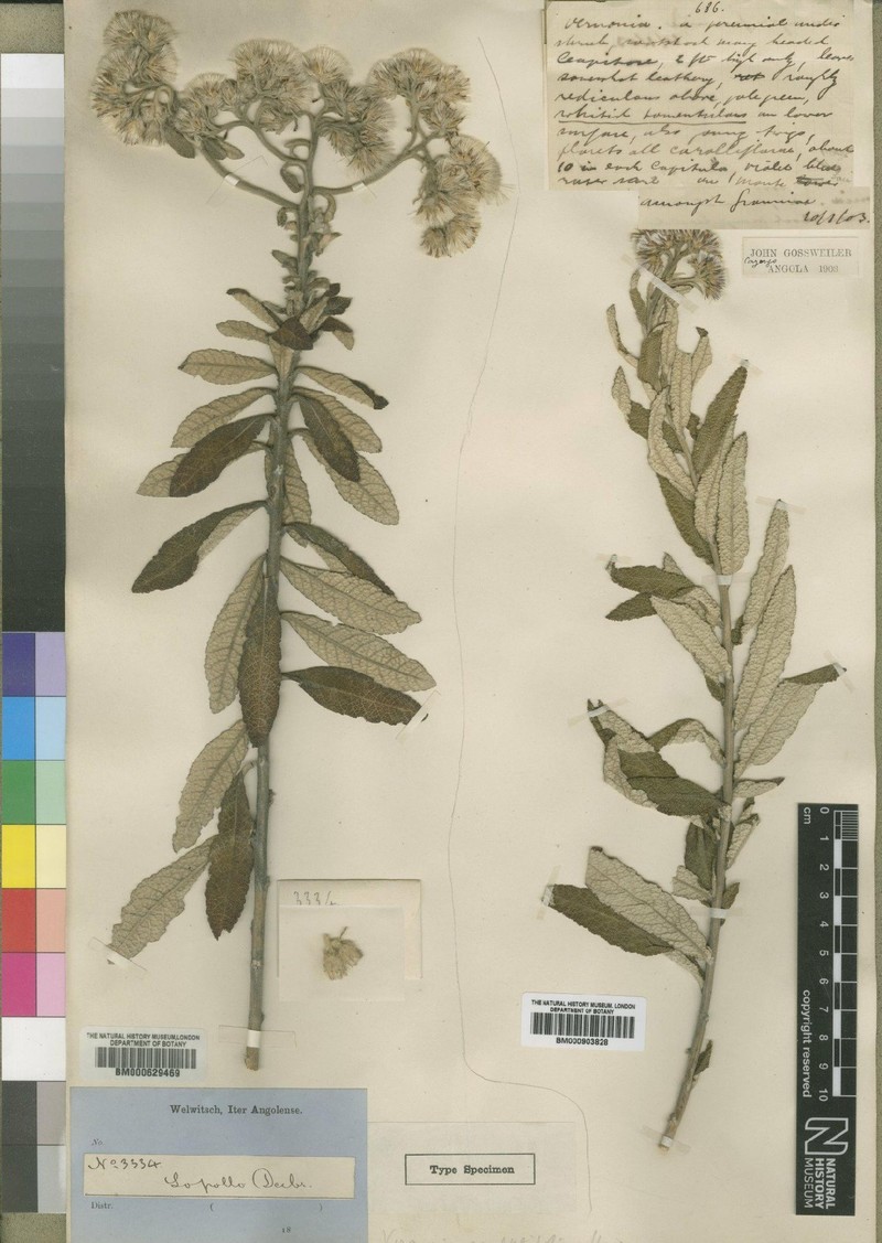 Vernonia teucrioides
