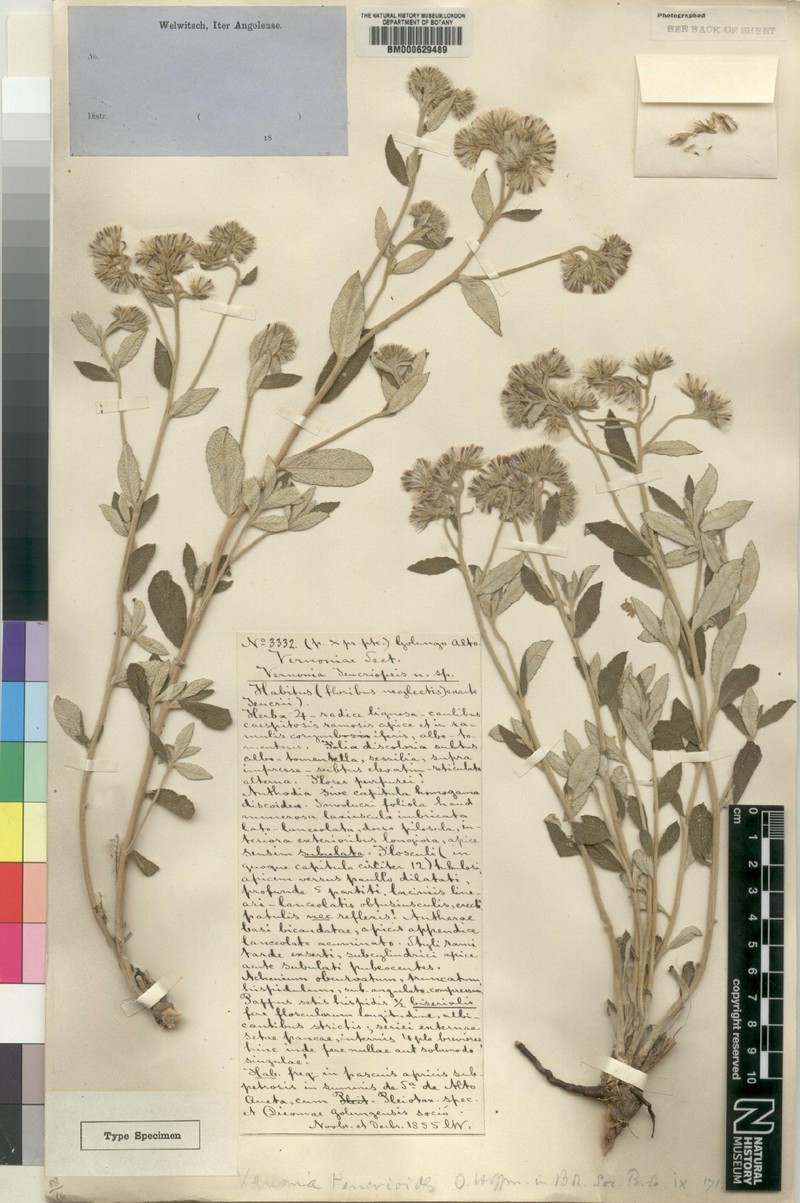Vernonia teucrioides photo 2