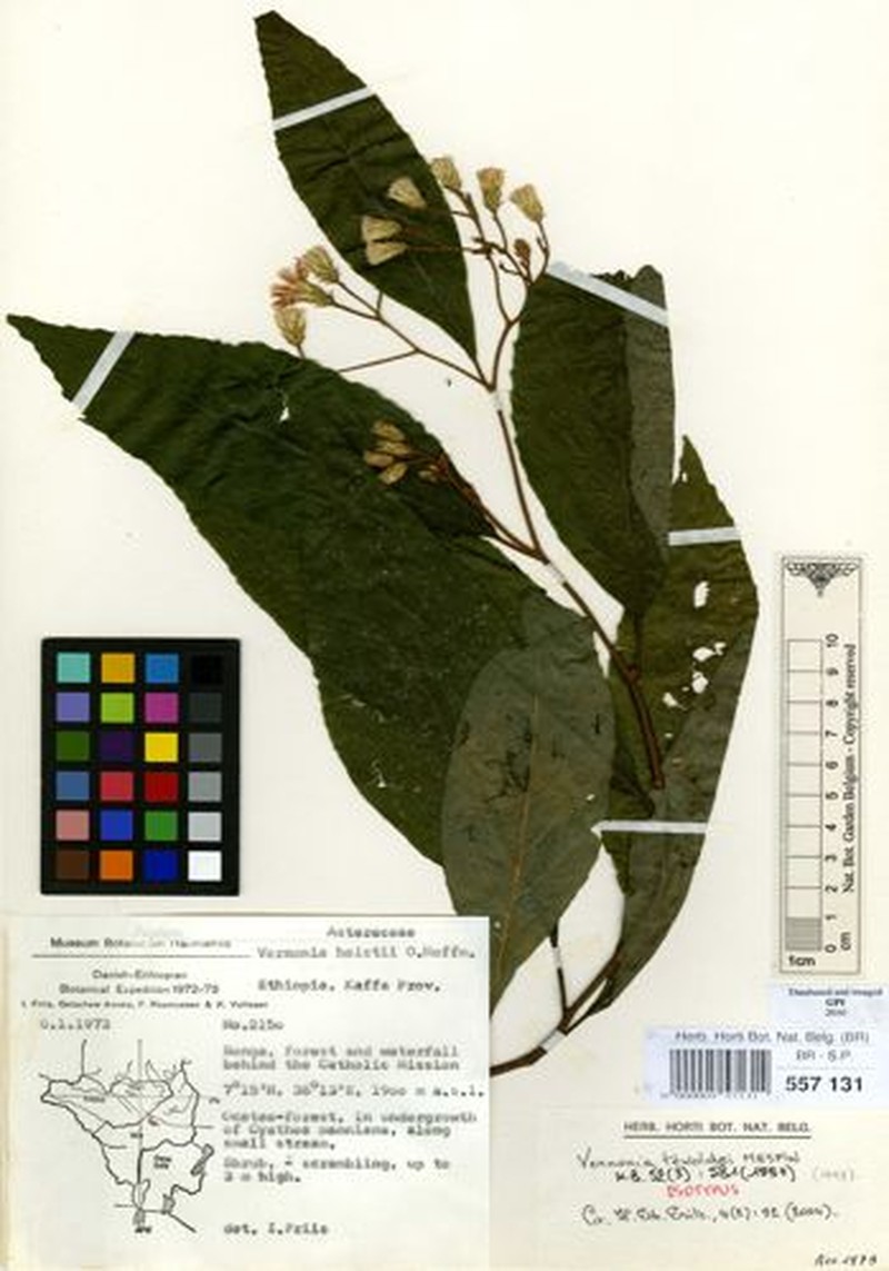 Vernonia tewoldei