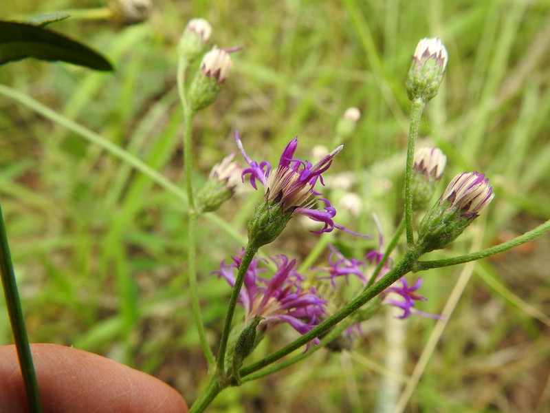 Texas Ironweed photo 3