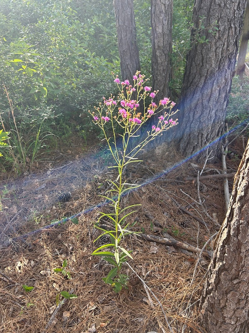Texas Ironweed photo 4