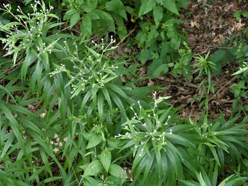 Texas Ironweed photo 5