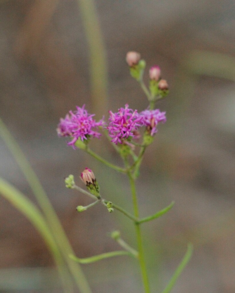 Texas Ironweed photo 6