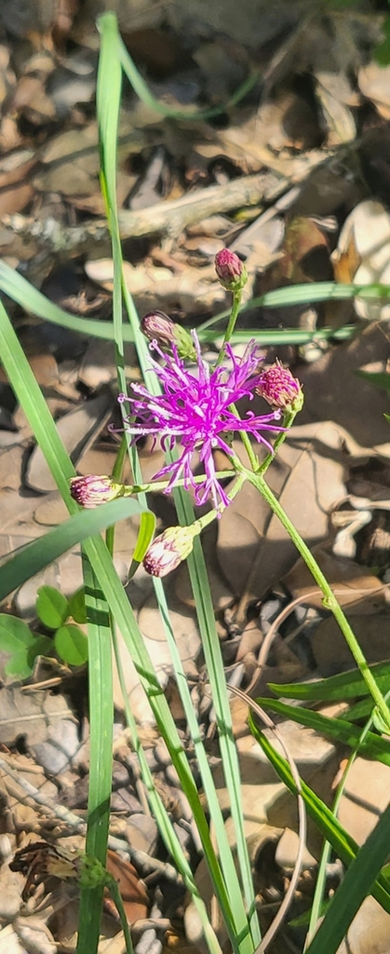 Texas Ironweed photo 7