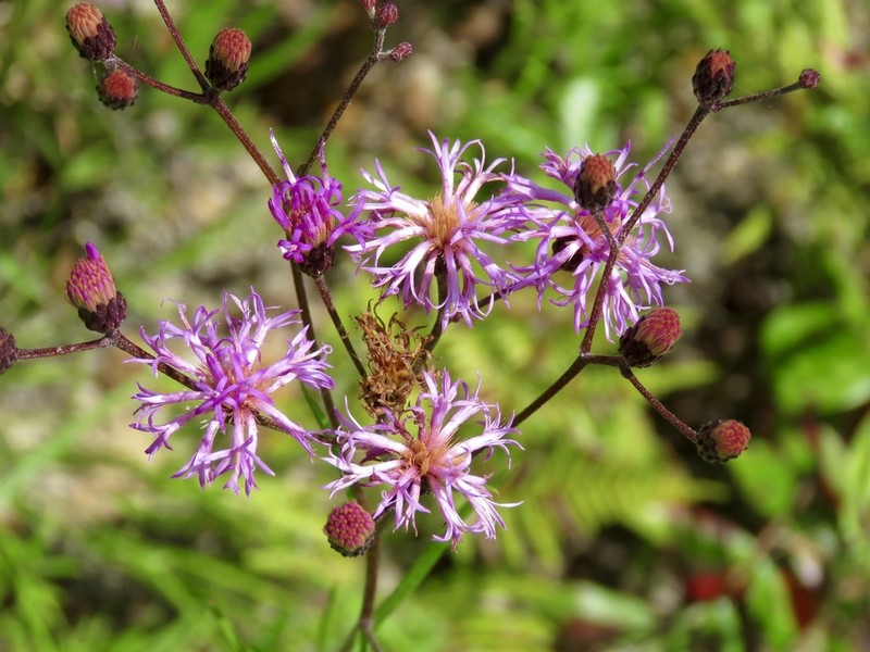 Texas Ironweed photo 8
