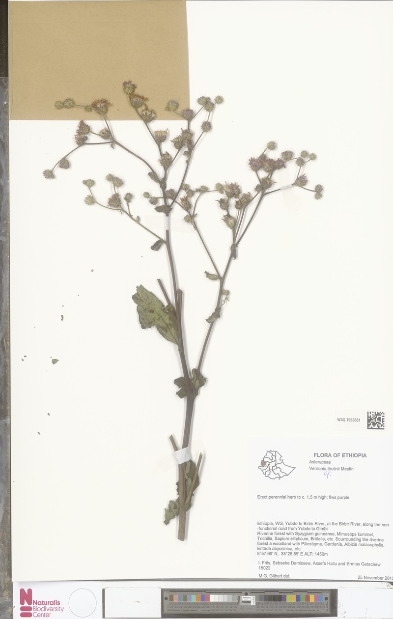 Vernonia thulinii
