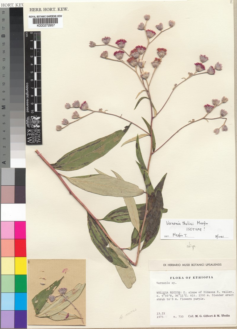 Vernonia thulinii photo 3