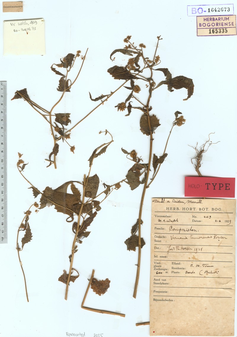 Vernonia timorensis