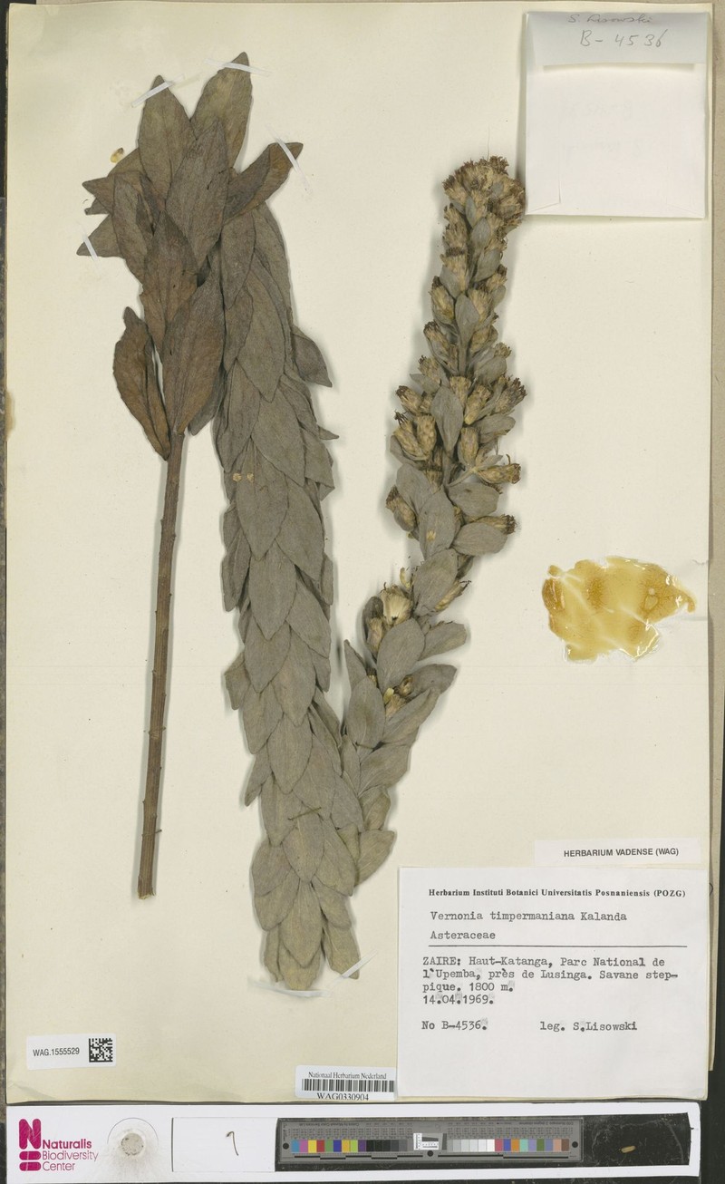 Vernonia timpermaniana