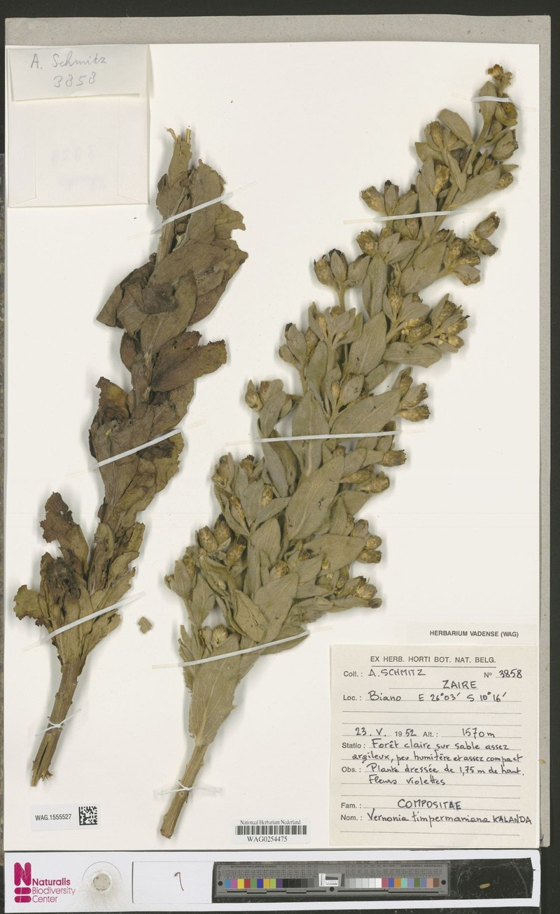 Vernonia timpermaniana photo 2