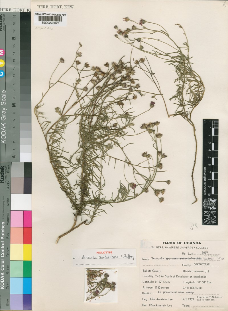 Vernonia tinctosetosa